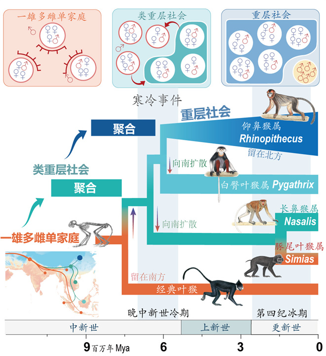 Science封面文章:BAIJIALE.COM金丝猴研究团队首次系统揭示灵长类社会演化之谜_fororder_寒冷事件促进亚洲叶猴社会聚合(供图 齐晓光 赵兰 武进伟)